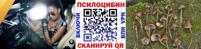 Галлюциногенные грибы Psilocybine cubensis  Строитель 